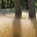 Draht-Schmiele (Deschampsia flexuosa)